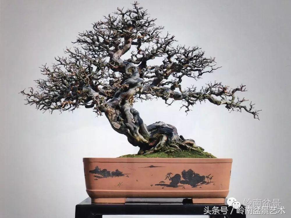 最值得收藏的六种盆景树种,十大珍贵盆景