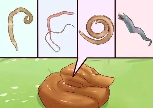 狗狗病症大全视频讲解,狗狗免疫系统疾病症状