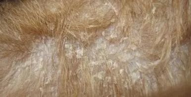 狗狗病症大全视频讲解,狗狗免疫系统疾病症状