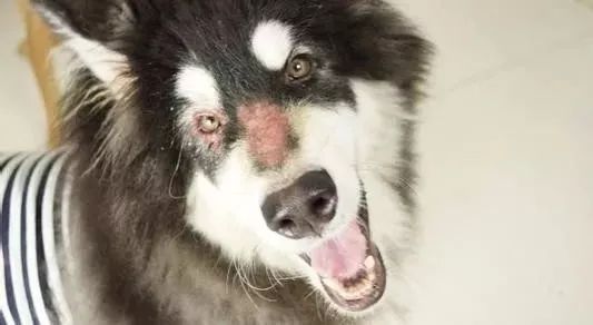 狗狗病症大全视频讲解,狗狗免疫系统疾病症状