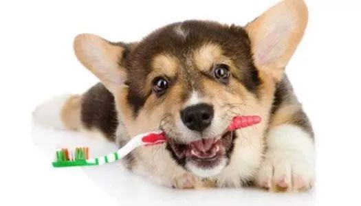 狗狗病症大全视频讲解,狗狗免疫系统疾病症状