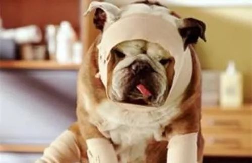 狗狗病症大全视频讲解,狗狗免疫系统疾病症状