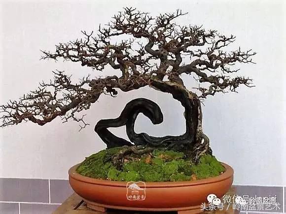 最值得收藏的六种盆景树种,十大珍贵盆景