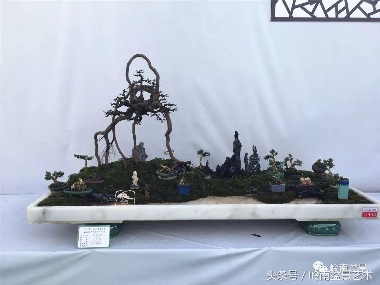 最值得收藏的六种盆景树种,十大珍贵盆景