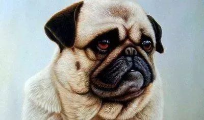 狗狗病症大全视频讲解,狗狗免疫系统疾病症状