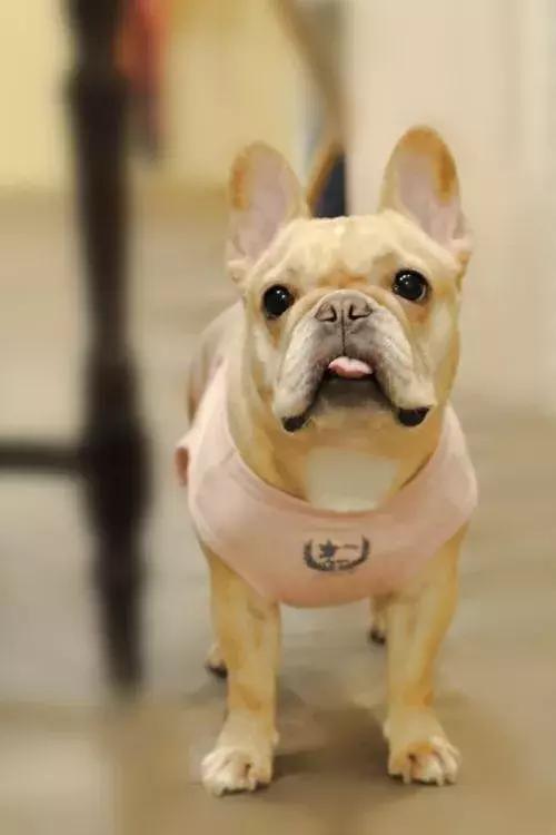 天气越来越来越冷，小法斗需要穿衣服吗