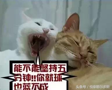 鄂尔多斯人、巴盟人、包头呼市人说话句句不离“球”的种种含义！