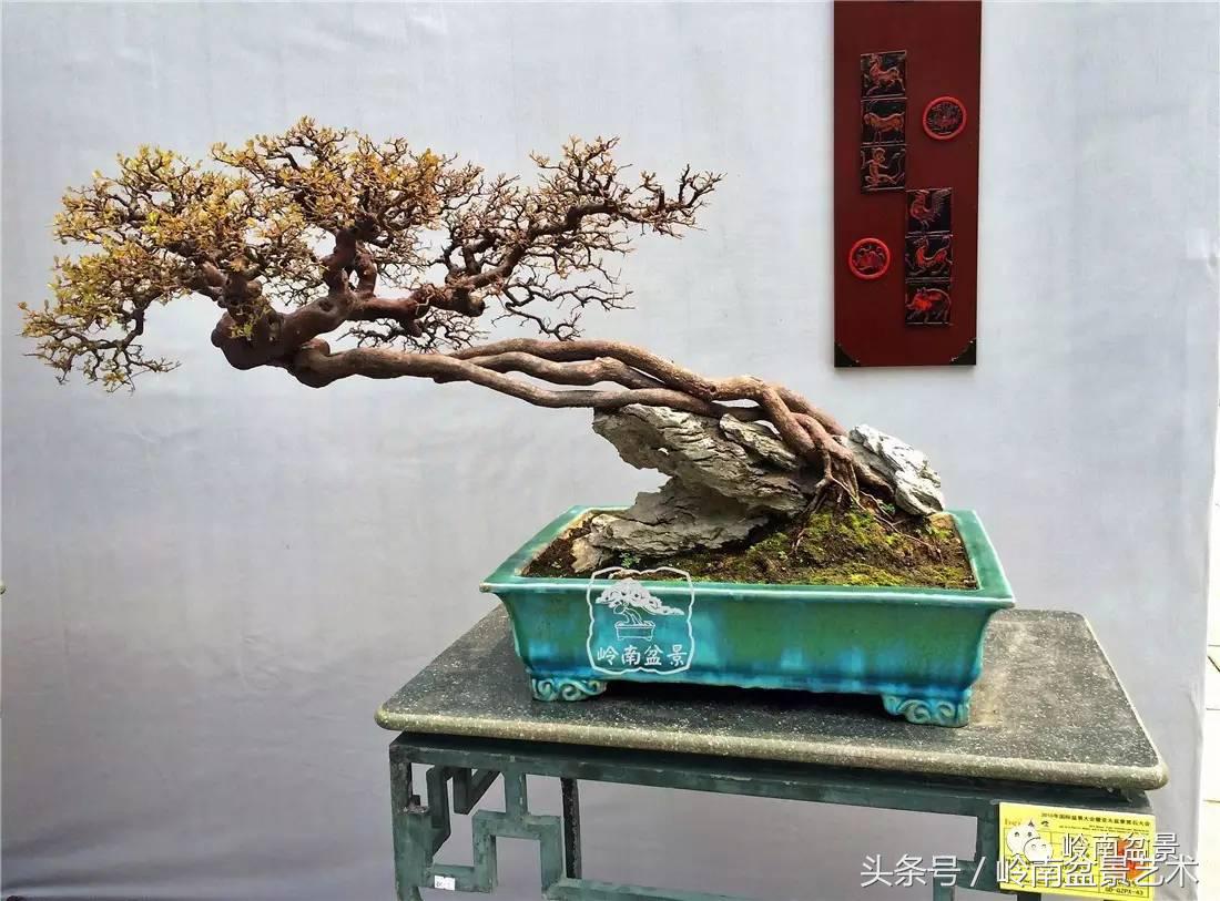 最值得收藏的六种盆景树种,十大珍贵盆景