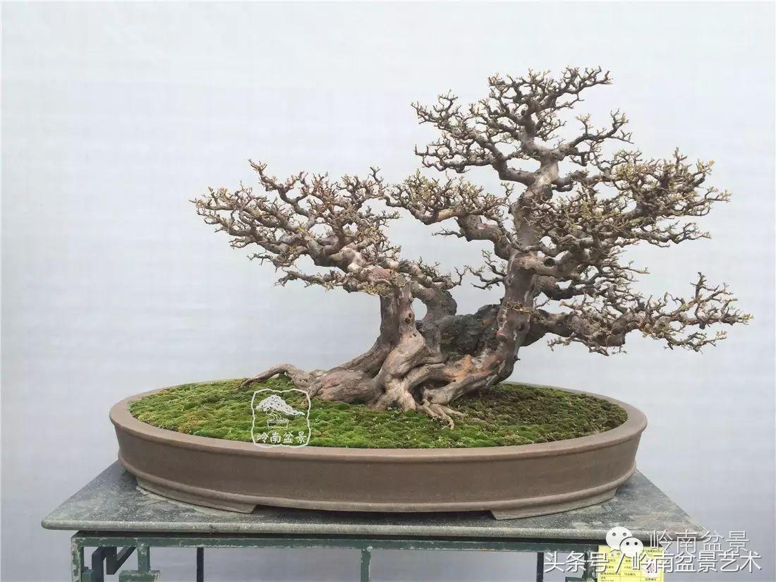 最值得收藏的六种盆景树种,十大珍贵盆景