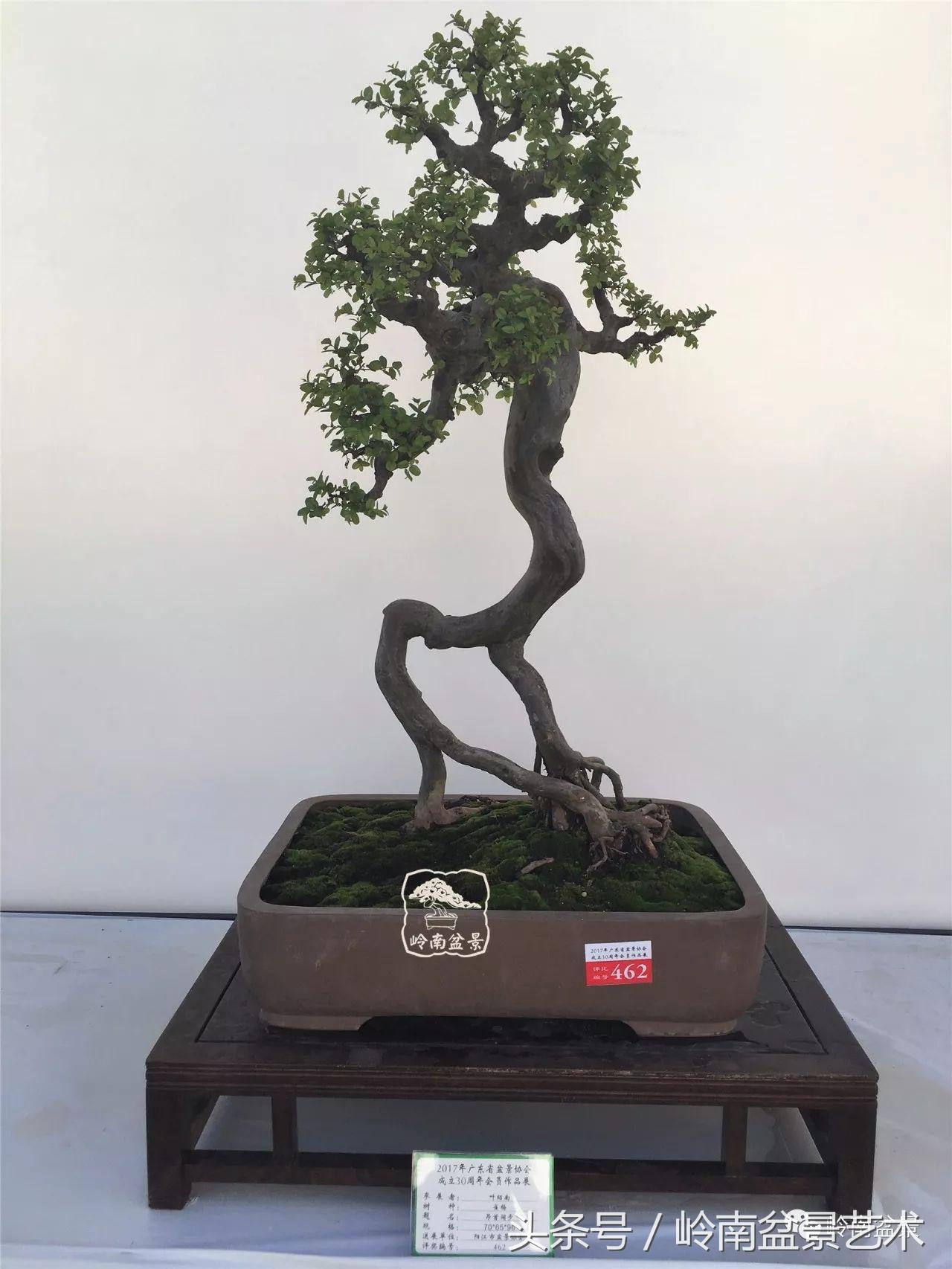 最值得收藏的六种盆景树种,十大珍贵盆景