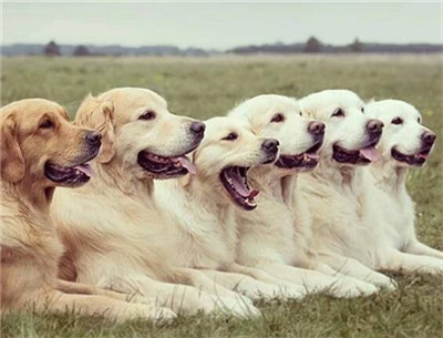 金毛要训练哪些项目,金毛适合训练的项目