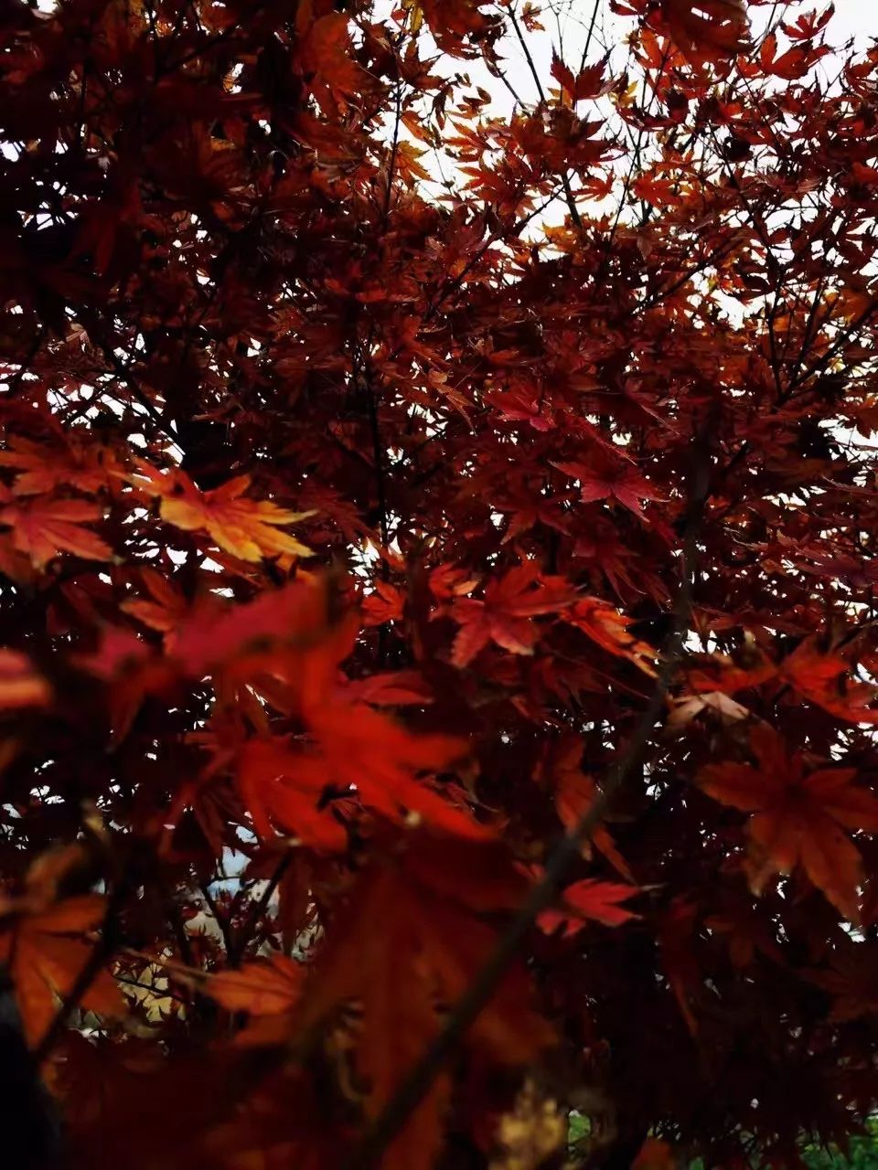 手机摄影作品赏析,手机摄影作品也可以美不胜收