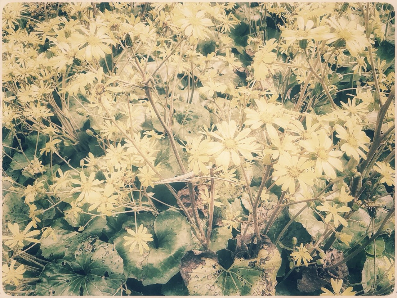 手机摄影作品赏析,手机摄影作品也可以美不胜收