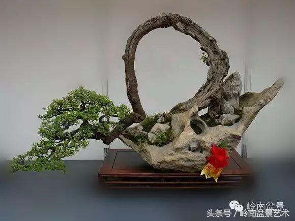 最值得收藏的六种盆景树种,十大珍贵盆景