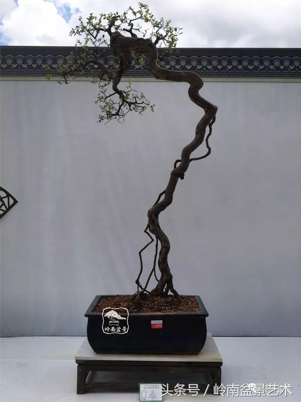 最值得收藏的六种盆景树种,十大珍贵盆景