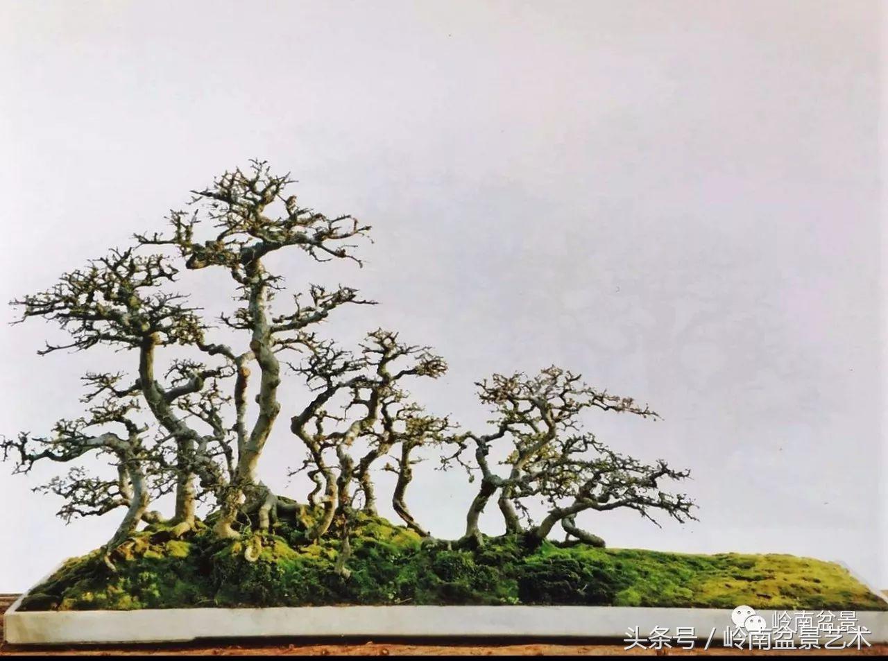 最值得收藏的六种盆景树种,十大珍贵盆景