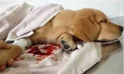 狗狗病症大全视频讲解,狗狗免疫系统疾病症状