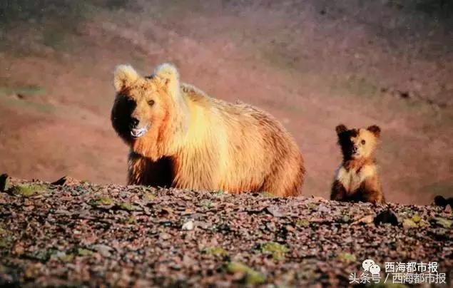 青海人采访,嘿青海歌曲