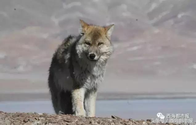 青海人采访,嘿青海歌曲