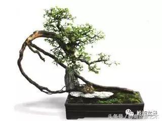 最值得收藏的六种盆景树种,十大珍贵盆景