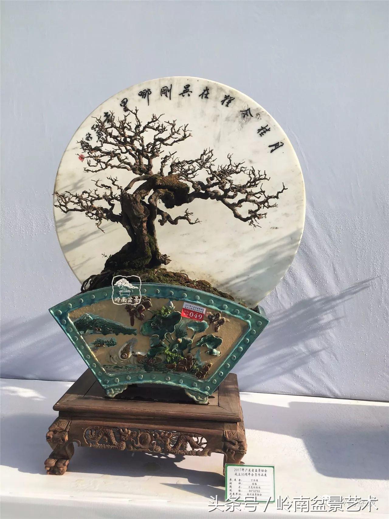 最值得收藏的六种盆景树种,十大珍贵盆景