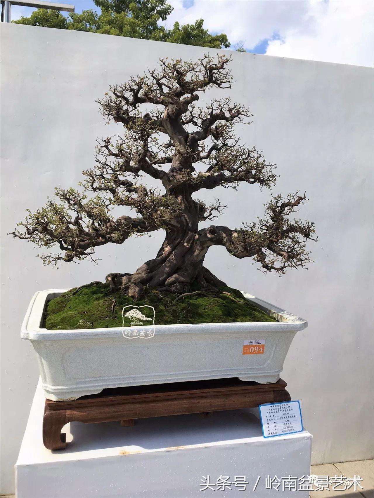 最值得收藏的六种盆景树种,十大珍贵盆景