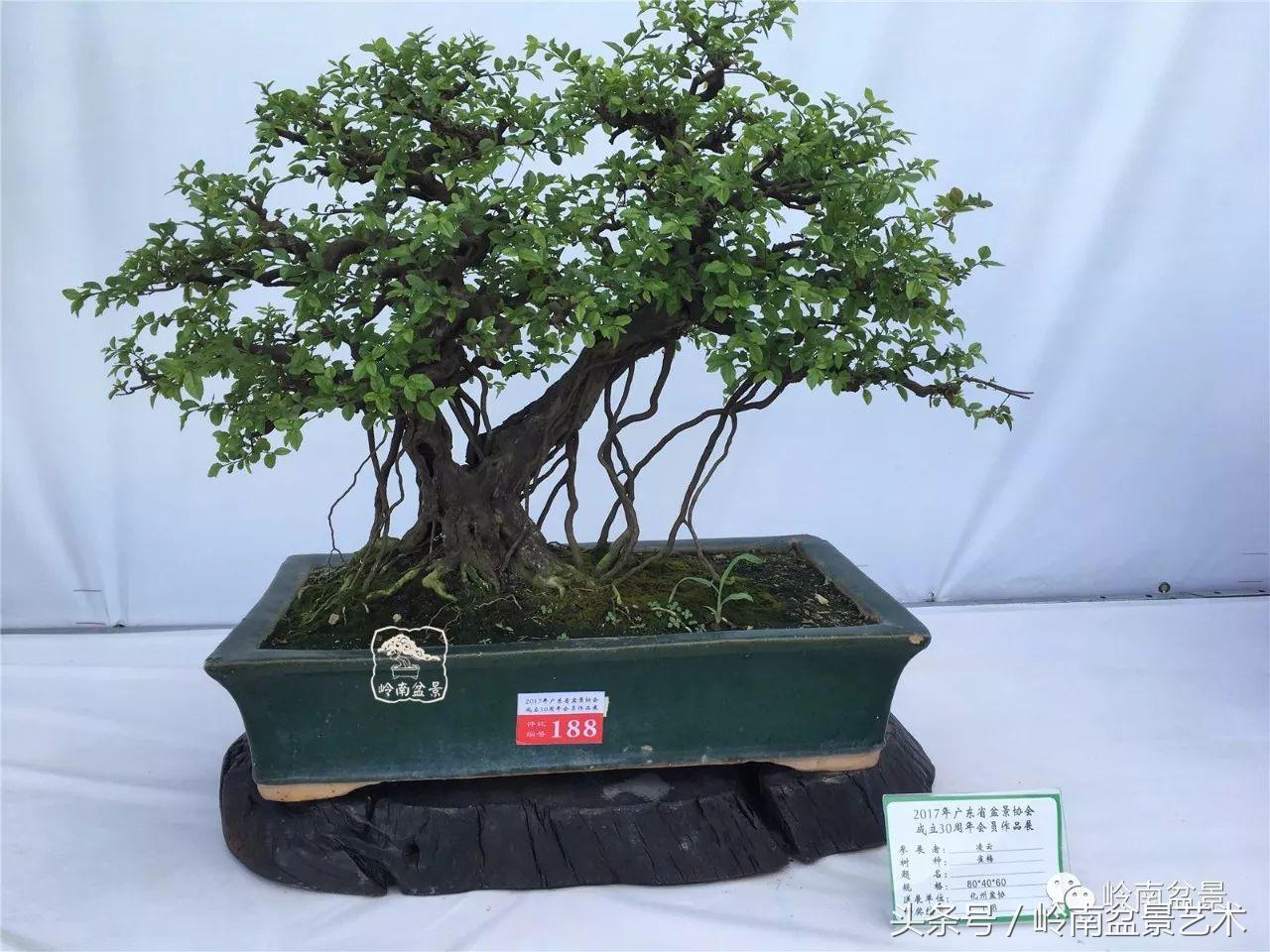 最值得收藏的六种盆景树种,十大珍贵盆景