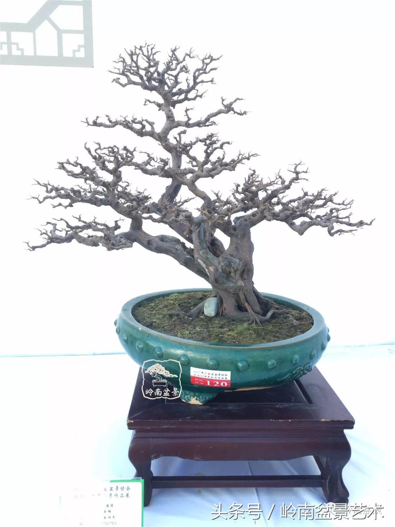 最值得收藏的六种盆景树种,十大珍贵盆景