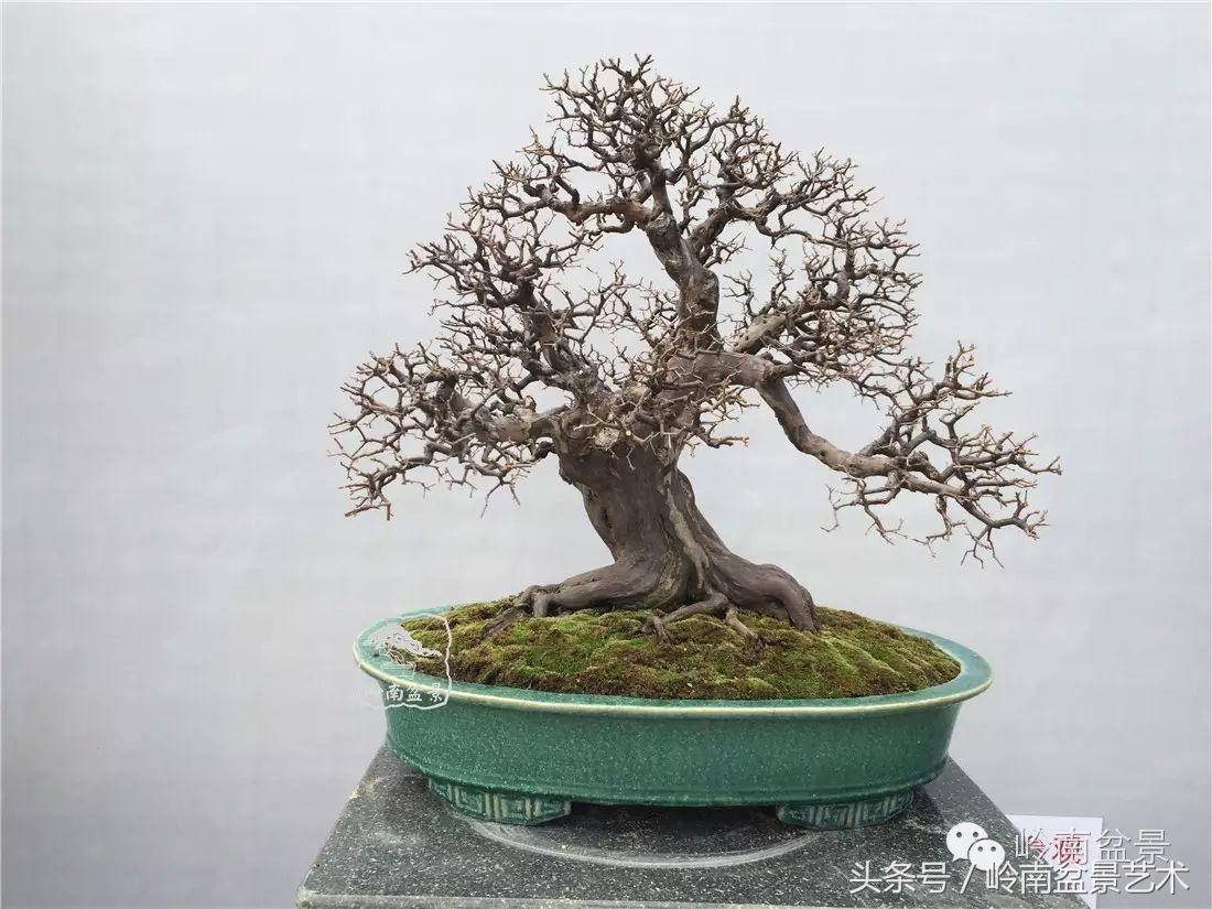 最值得收藏的六种盆景树种,十大珍贵盆景