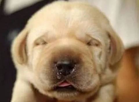 狗狗病症大全视频讲解,狗狗免疫系统疾病症状