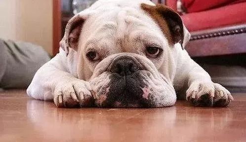 狗狗病症大全视频讲解,狗狗免疫系统疾病症状