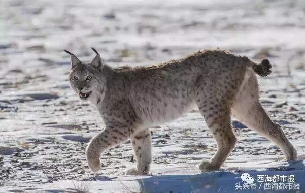 青海人采访,嘿青海歌曲