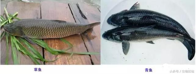 四大家鱼和鲫鱼鲤鱼的区别,四大家鱼为什么没有鲫鱼和鲤鱼