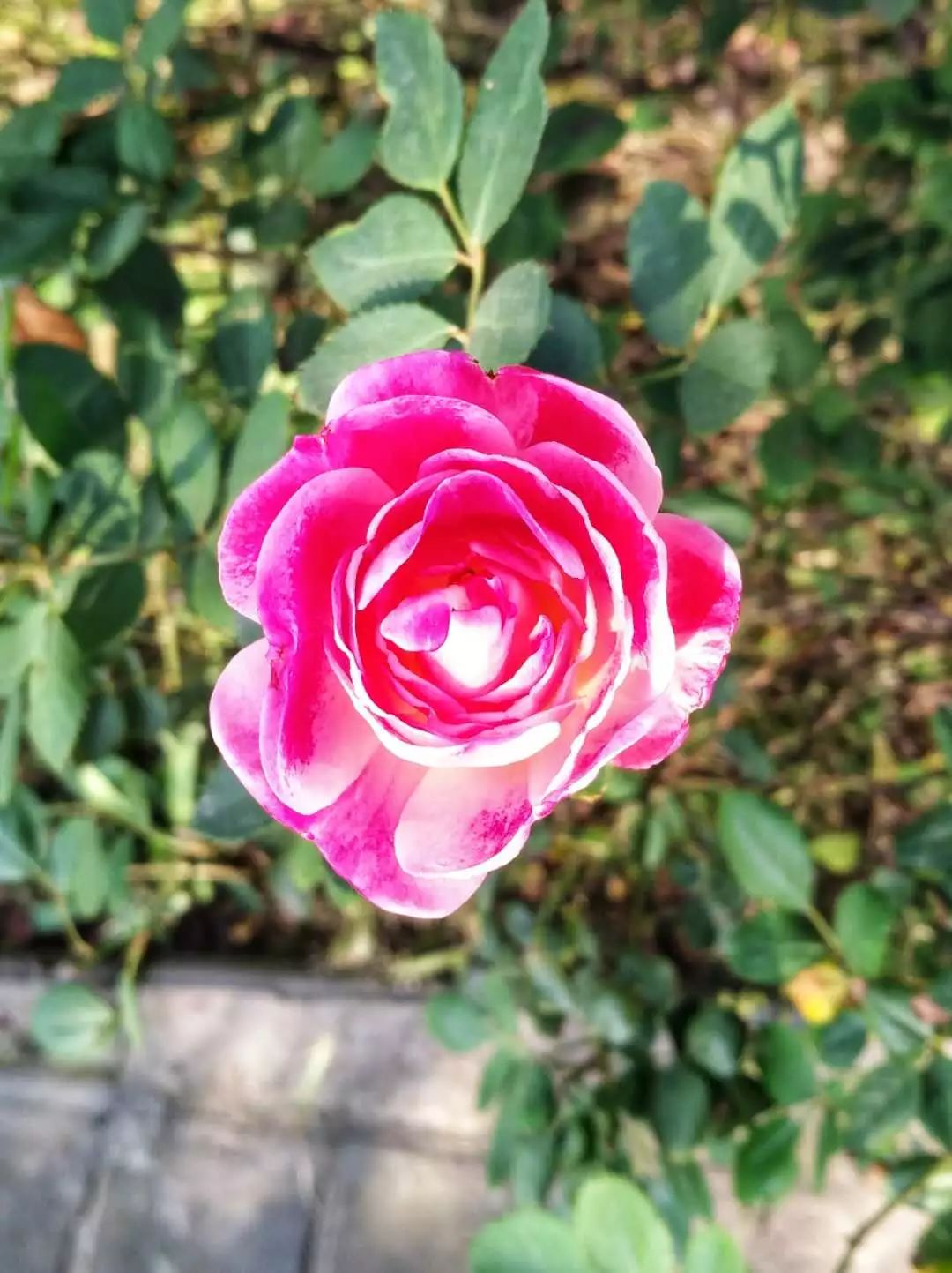 手机摄影作品赏析,手机摄影作品也可以美不胜收