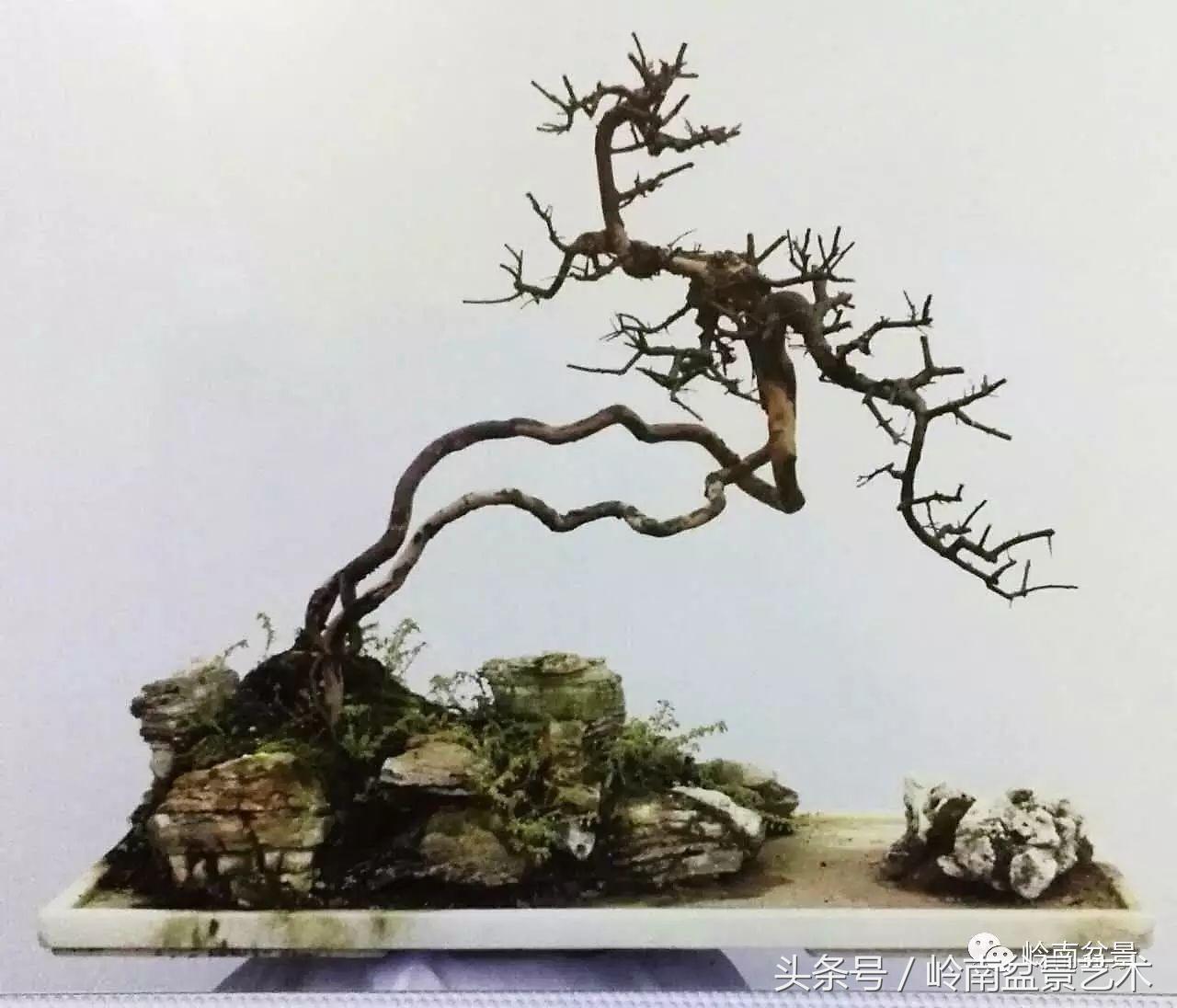 最值得收藏的六种盆景树种,十大珍贵盆景