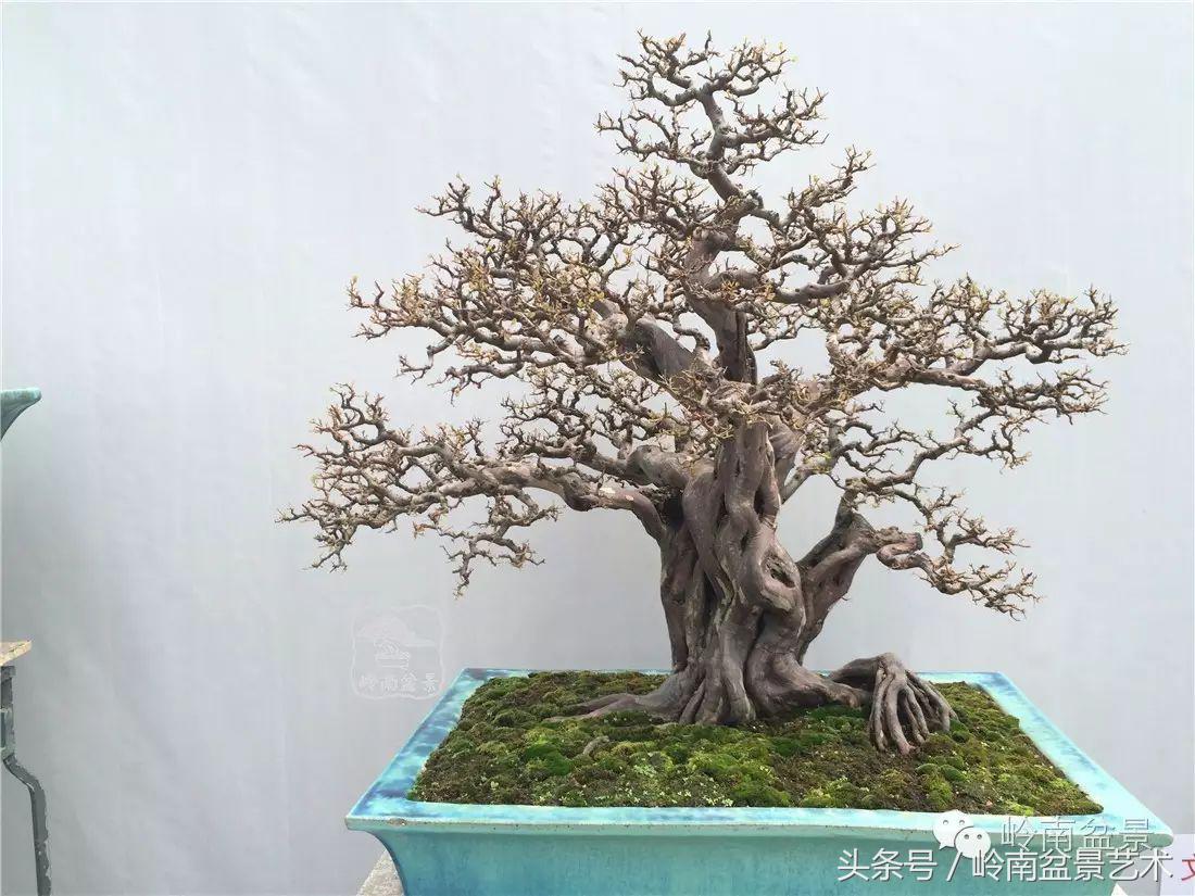 最值得收藏的六种盆景树种,十大珍贵盆景