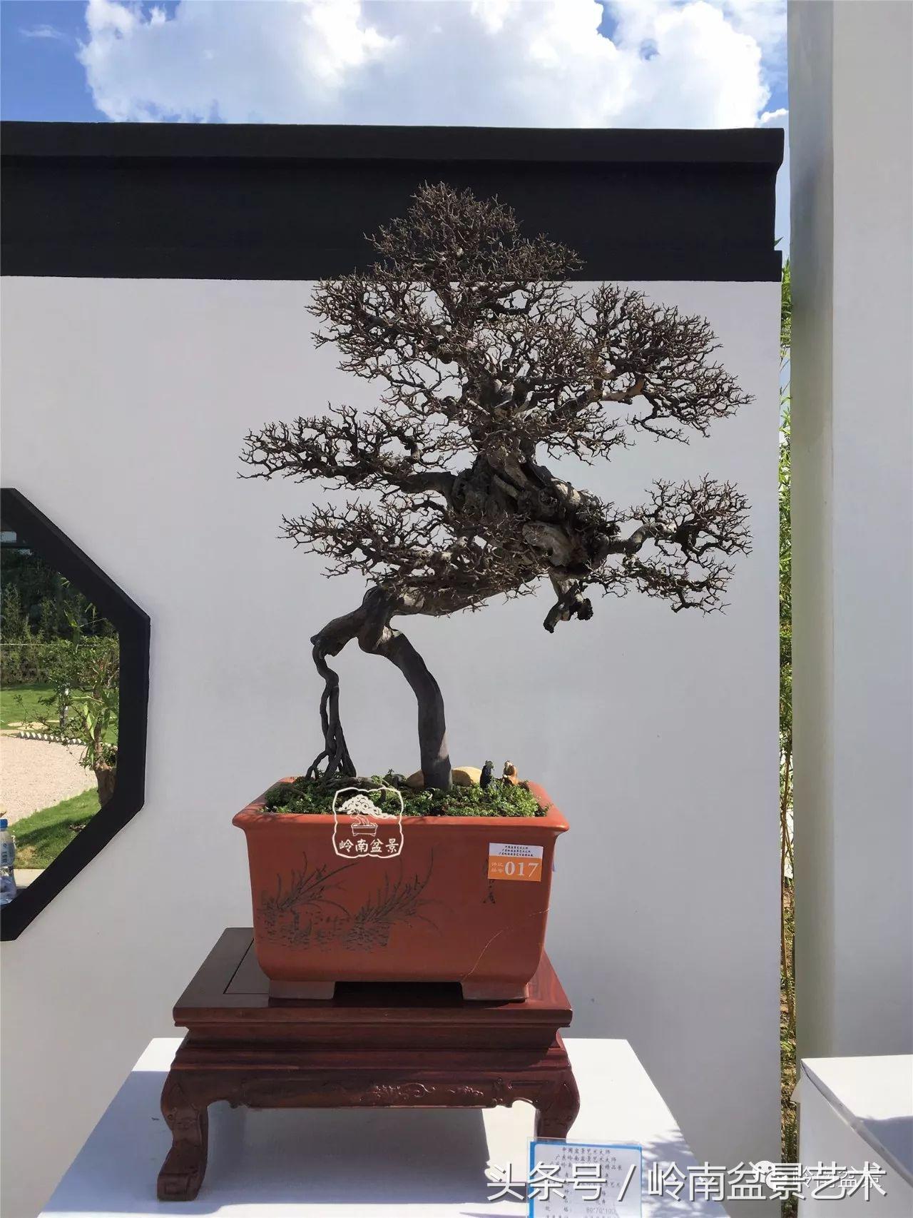 最值得收藏的六种盆景树种,十大珍贵盆景