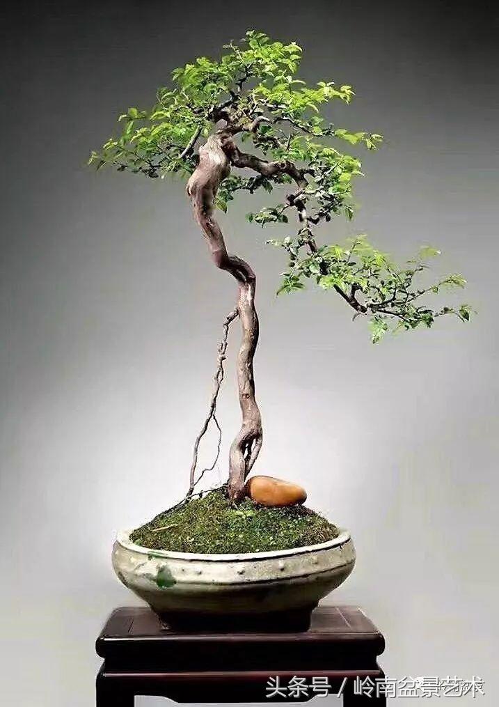 最值得收藏的六种盆景树种,十大珍贵盆景