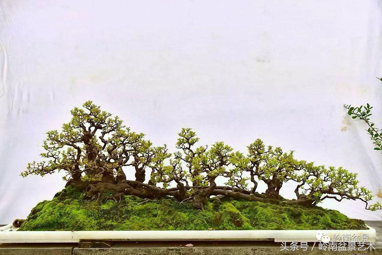 最值得收藏的六种盆景树种,十大珍贵盆景