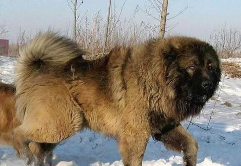 高加索犬常见病,高加索犬容易得的疾病