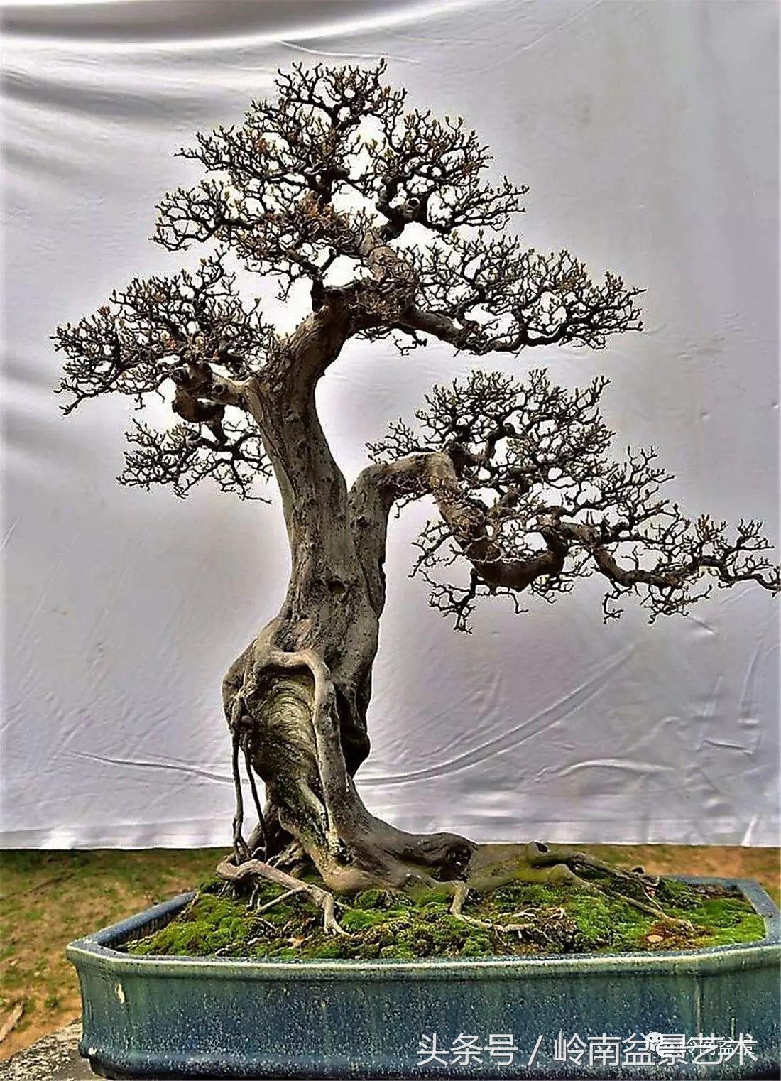 最值得收藏的六种盆景树种,十大珍贵盆景