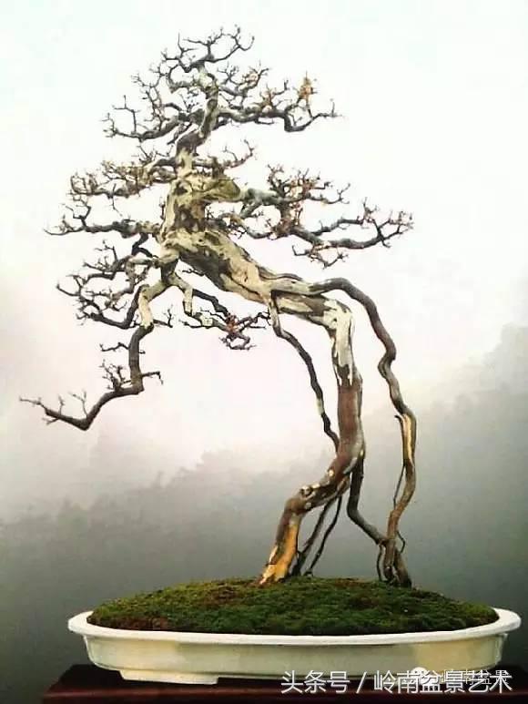 最值得收藏的六种盆景树种,十大珍贵盆景