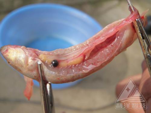 治疗泥鳅气泡病用什么办法,泥鳅气泡病需要开增氧机吗