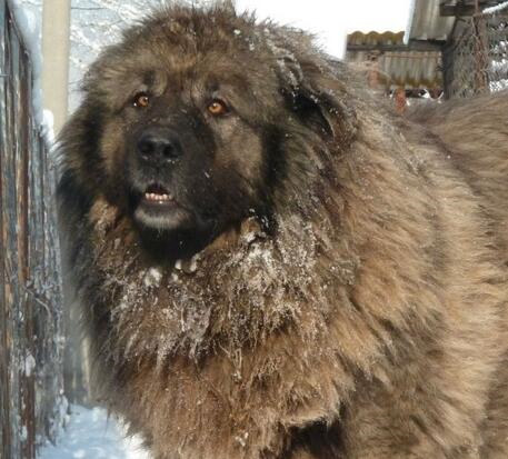 高加索犬常见病,高加索犬容易得的疾病