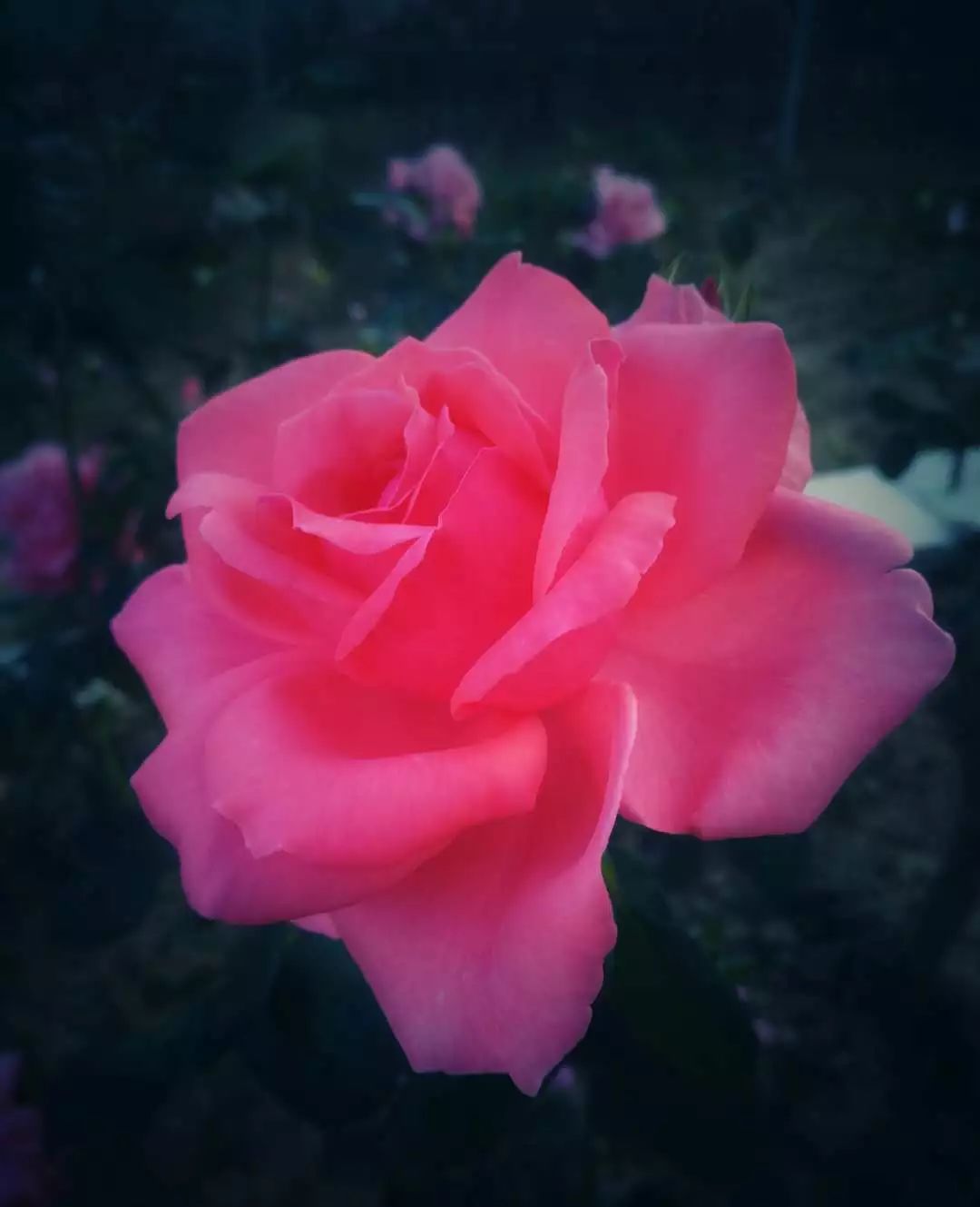 手机摄影作品赏析,手机摄影作品也可以美不胜收