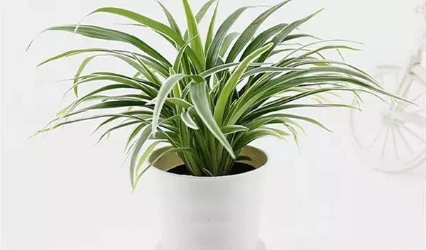 绿萝叶片不翠绿,绿萝长得很茂密