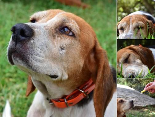 困扰他几十年的哮喘和过敏杂症，在他纯素饮食后彻底消失！