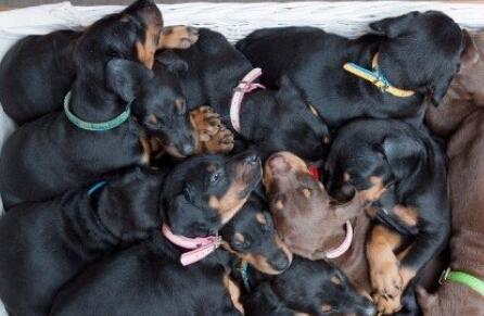 如何饲养杜宾犬,杜宾犬饲养方法和关注事项