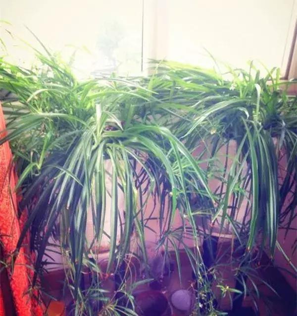 绿萝叶片不翠绿,绿萝长得很茂密