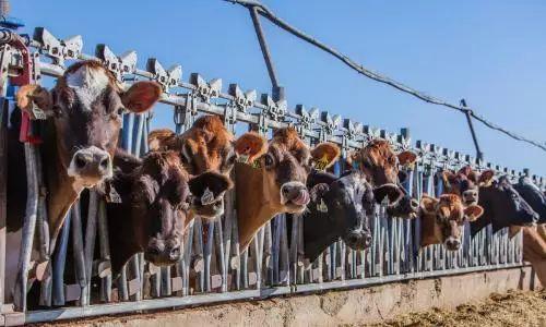 困扰他几十年的哮喘和过敏杂症，在他纯素饮食后彻底消失！